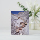 Gebroken stammen, Petrified Forest National Park,  Briefkaart (Staand voorkant)