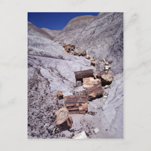Gebroken stammen, Petrified Forest National Park,  Briefkaart