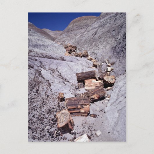 Gebroken stammen, Petrified Forest National Park,  Briefkaart (Voorkant)
