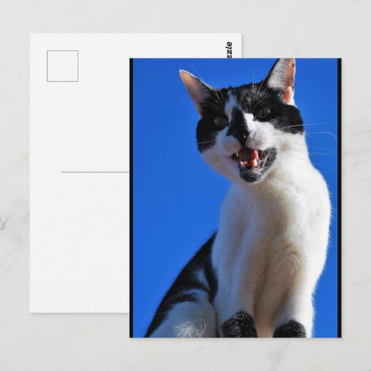 Gebrul van de Huiskat Briefkaart (Voorkant / Achterkant)