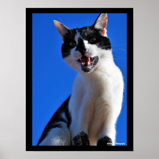 Gebrul van de Huiskat Poster (Voorkant)