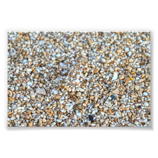 Gecamoufleerde spookkrab op een Kauai-strand, Hawa Foto Afdruk (Voorkant)