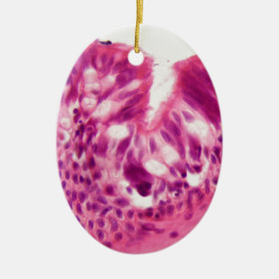 Gecilieerd epitheel onder de microscoop. keramisch ornament