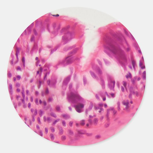 Gecilieerd epitheel onder de microscoop. ronde sticker (Voorkant)