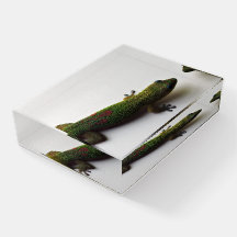 Gecko