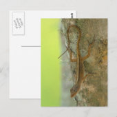 Gecko Briefkaart (Voorkant / Achterkant)