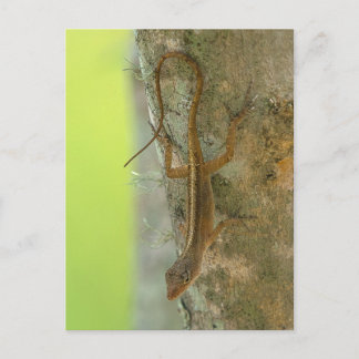 Gecko Briefkaart