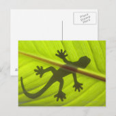 Gecko Briefkaart (Voorkant / Achterkant)