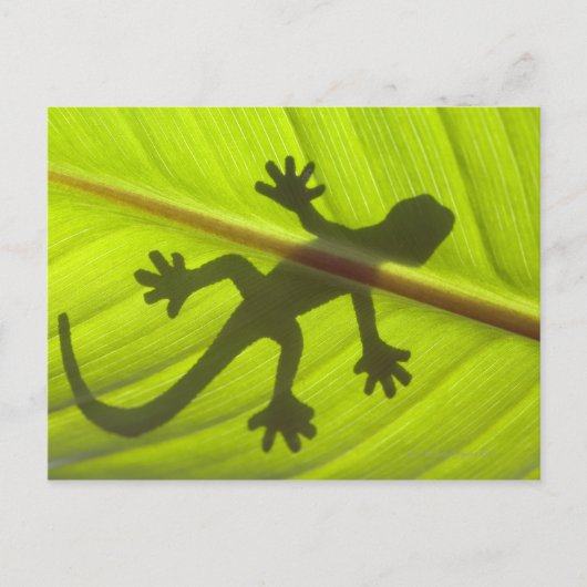 Gecko Briefkaart (Voorkant)