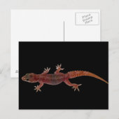 Gecko Briefkaart (Voorkant / Achterkant)