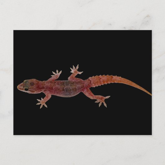 Gecko Briefkaart (Voorkant)