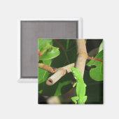Gecko Chameleon Magnet (Voorkant / Achterkant)