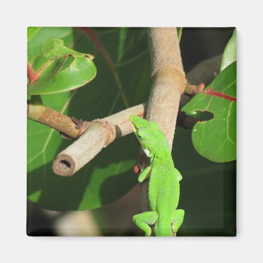 Gecko Chameleon Magnet (Voorkant)