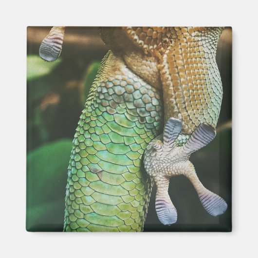 Gecko Feet Magneet (Voorkant)