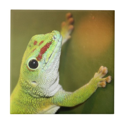 Gecko-gezicht Tegeltje (Voorkant)