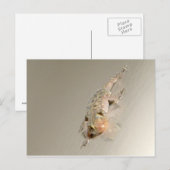 Gecko in Tub Briefkaart (Voorkant / Achterkant)