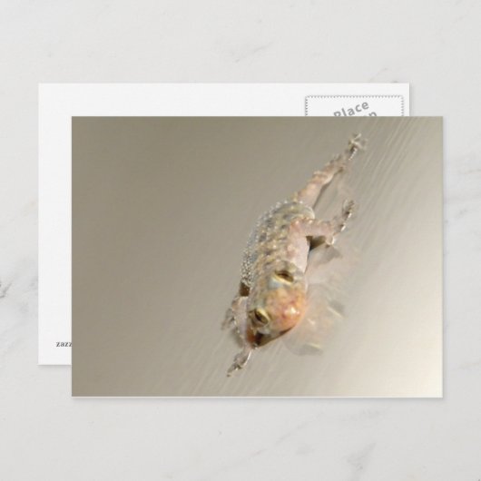 Gecko in Tub Briefkaart (Voorkant / Achterkant)
