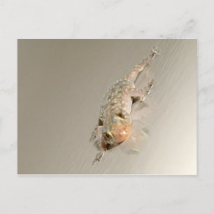 Gecko in Tub Briefkaart