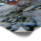 Gecko Licking Eye Poster (Hoek)