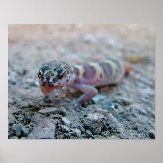 Gecko Licking Eye Poster (Voorkant)