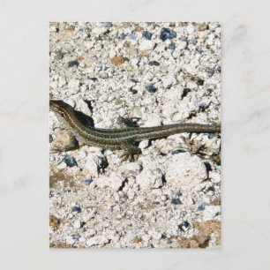 Gecko Lizard Briefkaart