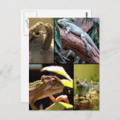 Gecko lizards en Chameleons Briefkaart (Voorkant / Achterkant)