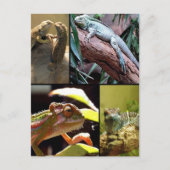 Gecko lizards en Chameleons Briefkaart (Voorkant)