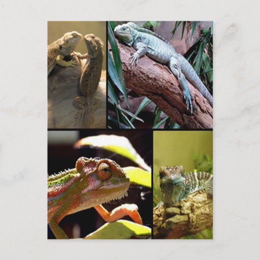 Gecko lizards en Chameleons Briefkaart (Voorkant)