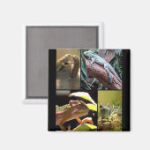 Gecko lizards en Chameleons Magneet (Voorkant / Achterkant)