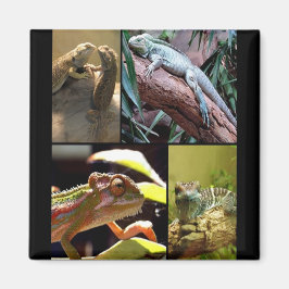 Gecko lizards en Chameleons Magneet