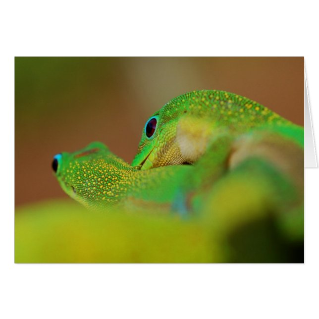 Gecko Love (Voorkant Horizontaal)