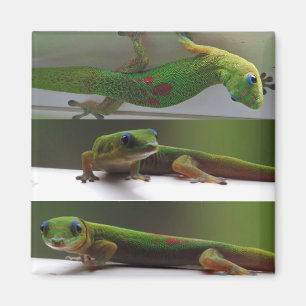 Gecko Magneet