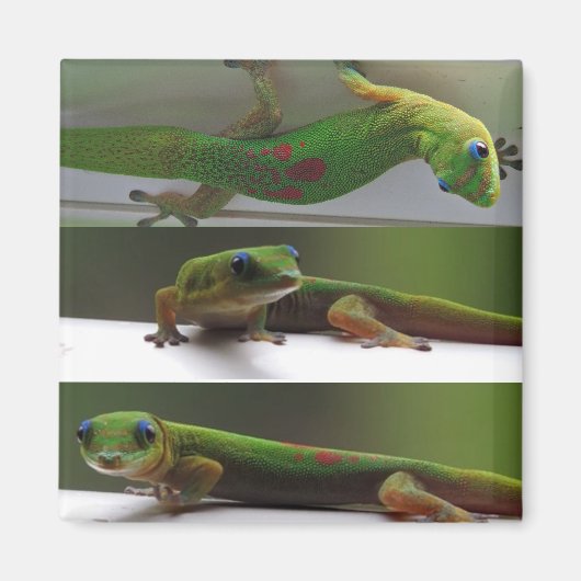Gecko Magneet (Voorkant)