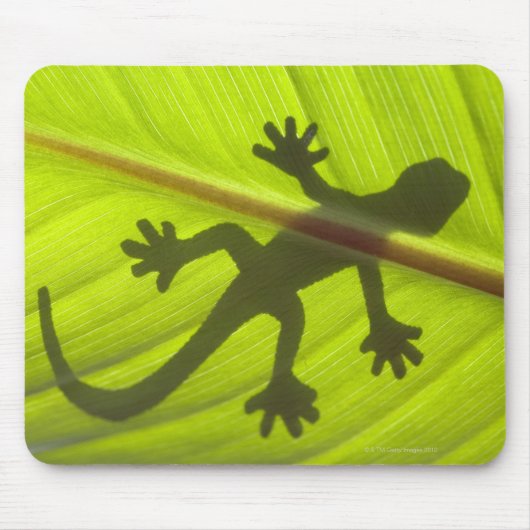 Gecko Muismat (Voorkant)