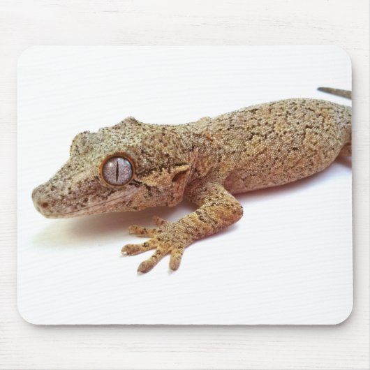 Gecko-muismatje Muismat (Voorkant)