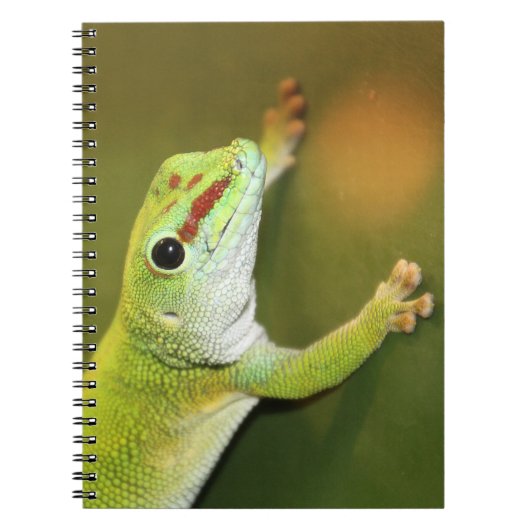 Gecko Notitieboek (Voorkant)