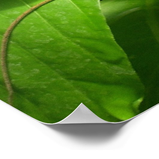 Gecko Poster (Hoek)