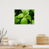 Gecko Poster (Keuken)