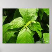 Gecko Poster (Voorkant)