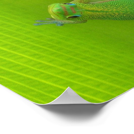 Gecko Print (Hoek)