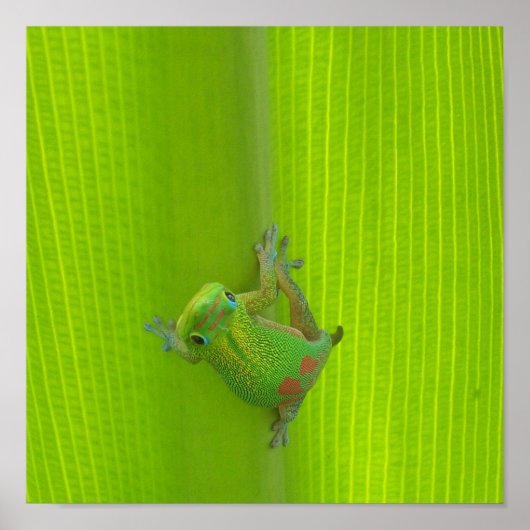 Gecko Print (Voorkant)