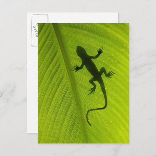 Gecko Silhouette Briefkaart (Voorkant / Achterkant)