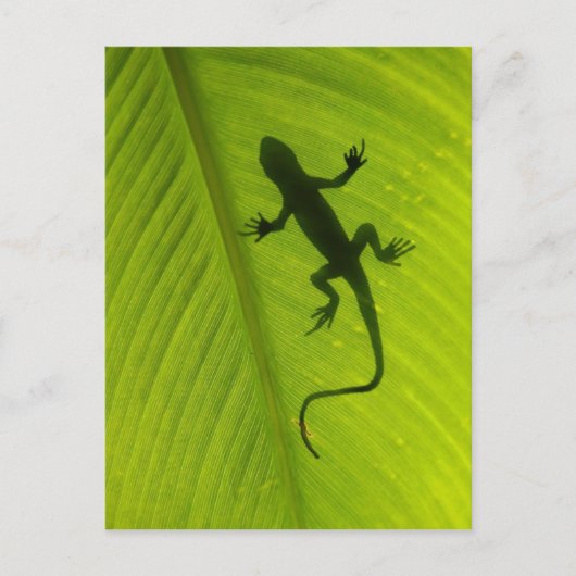 Gecko Silhouette Briefkaart (Voorkant)