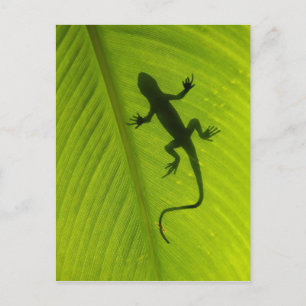 Gecko Silhouette Briefkaart