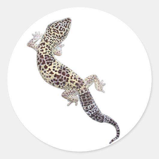 Gecko Stickers 01 (Voorkant)