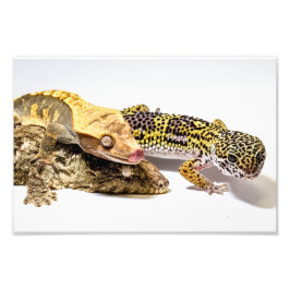 Geckos Foto Afdruk