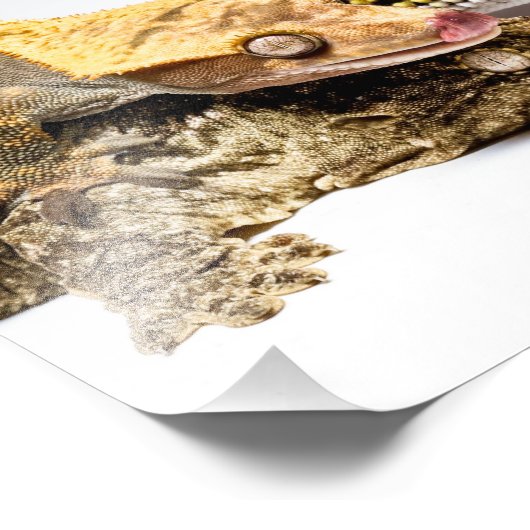 Geckos Foto Afdruk (Hoek)