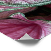Geclusterd Roze Caladium Leaves Poster (Hoek)