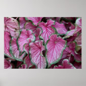 Geclusterd Roze Caladium Leaves Poster (Voorkant)