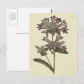 Geclusterde Botanische Illustratie van Bellflower Briefkaart (Voorkant / Achterkant)